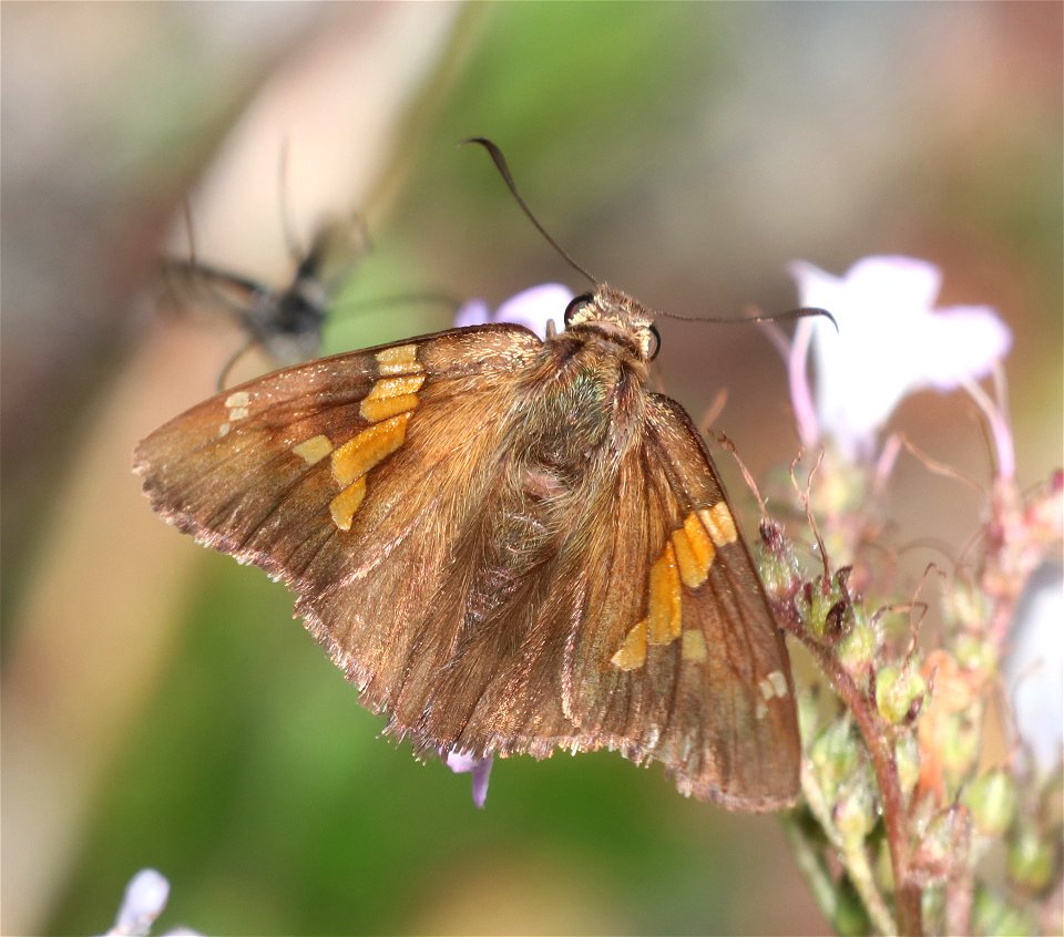 SKIPPER, CALIFORNIA SILVER-SPOTTED (Epargyreus californicus) (6-28-2021) 3800 ft, mile 7.4 clearing on jawbone rd, smith river nat rec area, del norte co, ca -06