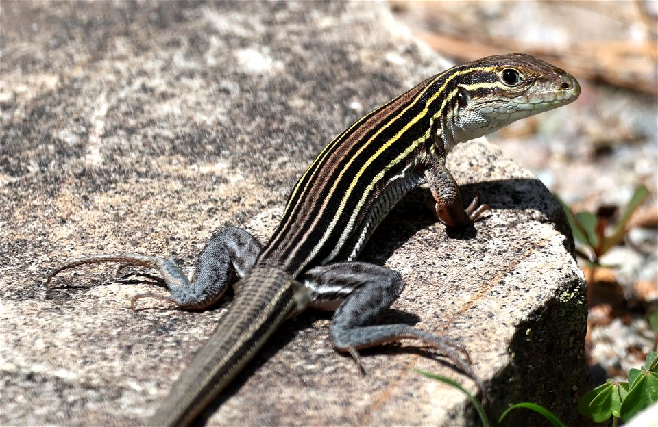 SIX-LINED RACERUNNER (Aspidoscelis Sexlineatus) (05-11-2023) southern pines, moore co, nc -02