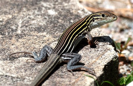 SIX-LINED RACERUNNER (Aspidoscelis Sexlineatus) (05-11-2023) southern pines, moore co, nc -02