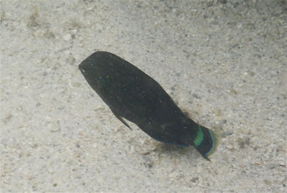 Halichoeres marginatus 1