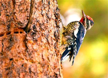 Yellow-bellied Sapsucker on Ponderosa Pine