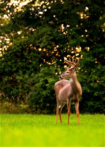 White-tailed deer photo