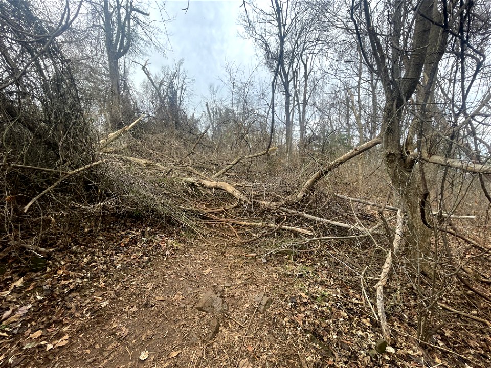 Ice Storm Cleanup North District/Fox Hollow Trail