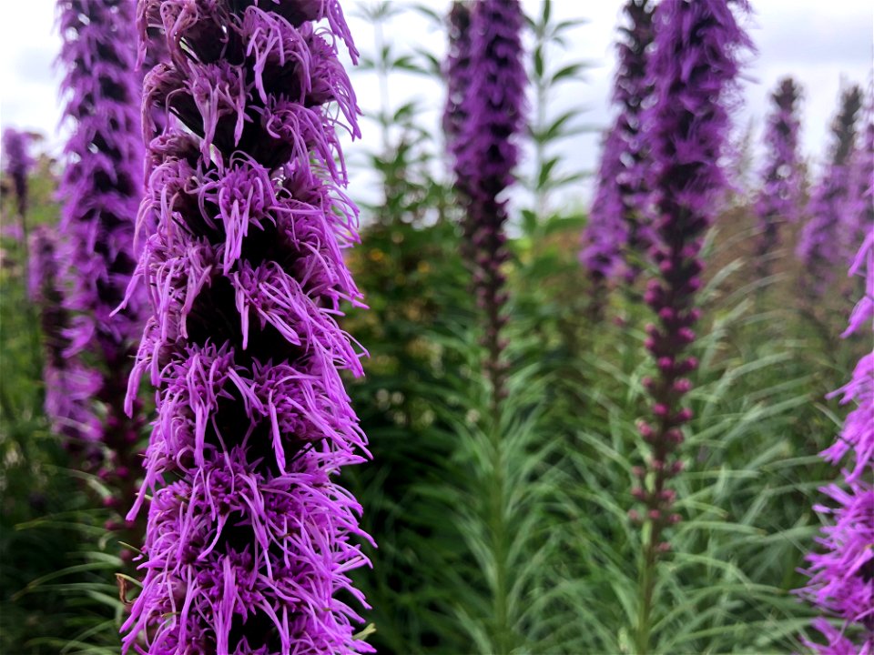 Fuzzy Popsicle Flower (?)