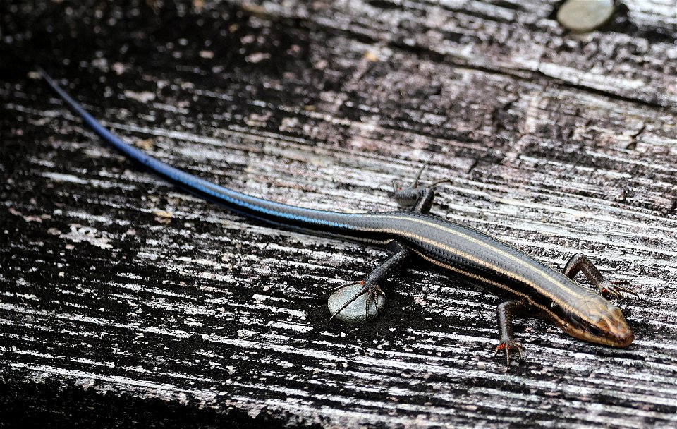SKINK, FIVE-LINE (Plestiodon fasciatus) (05-29-2023) pocosin nat wildlife refuge, tyrrell co, nc -03