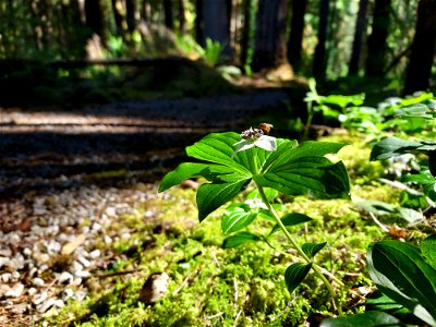 Bunchberry and "visitor." Old Sauk Trail, Mt. Baker-Snoqualmie National Forest. Photo by Anne Vassar June 2, 2021.