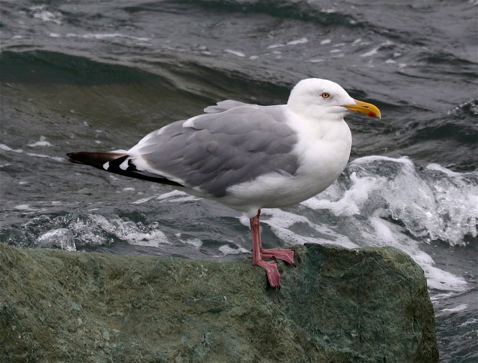 364 - HERRING GULL (9-25-2021) a street jetty, crescent city, del norte co, ca -01
