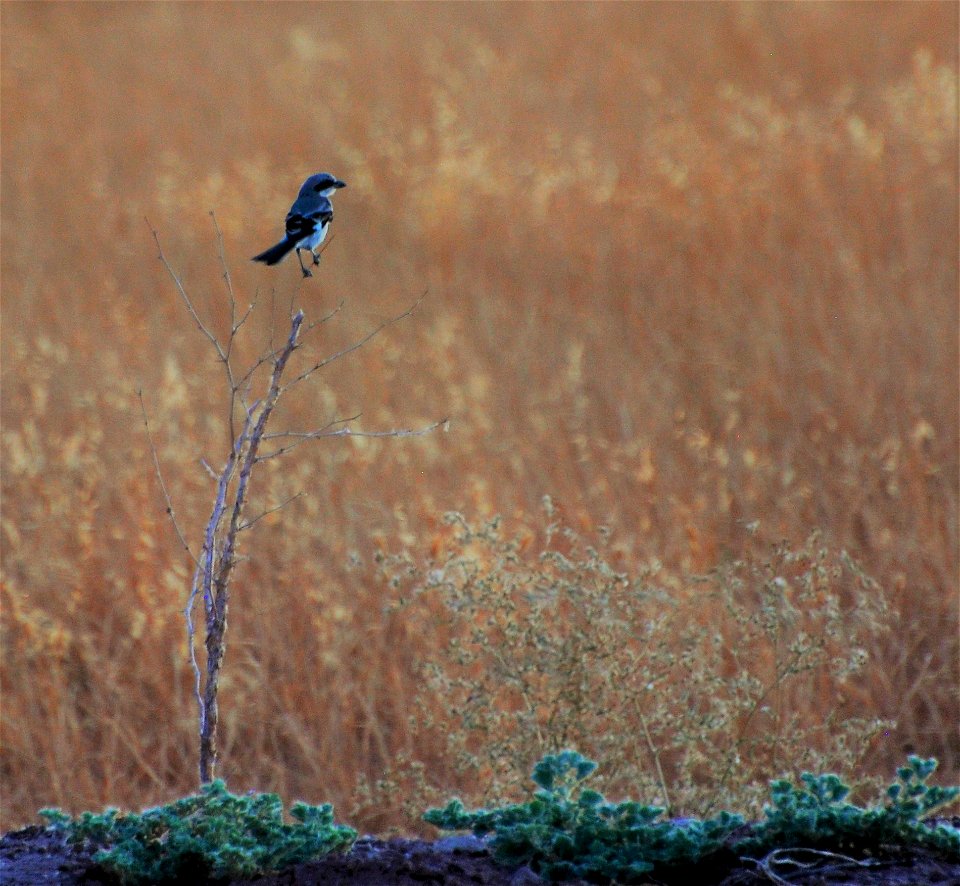 Loggerhead shrike