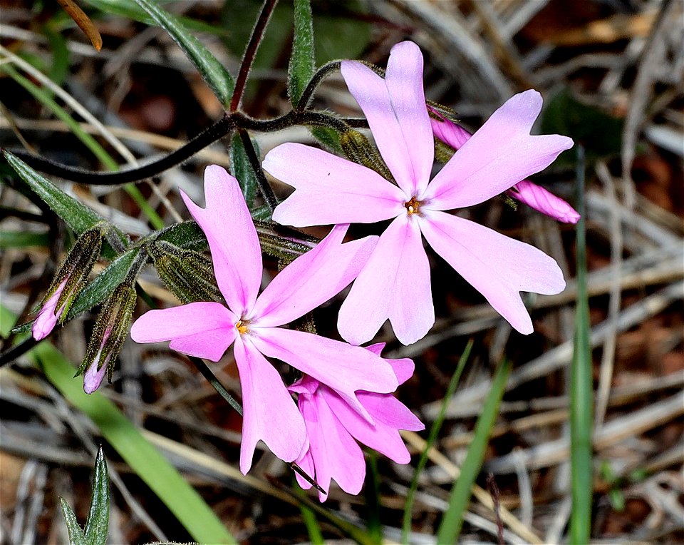 Phlox speciosa (Showy Phlox) (05-03-2022) west of o'brian on lone mt rd at or mt botanical area, josephine co, or-02
