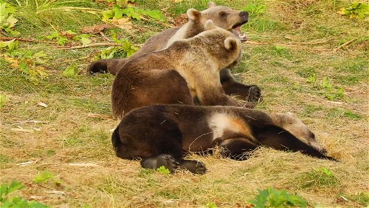 Kodiak bear family photo