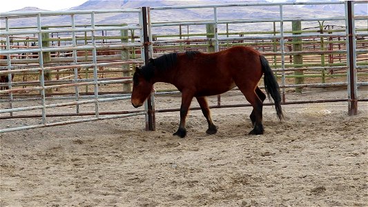 8471_ 4 Year Old Gelding MVI_5804