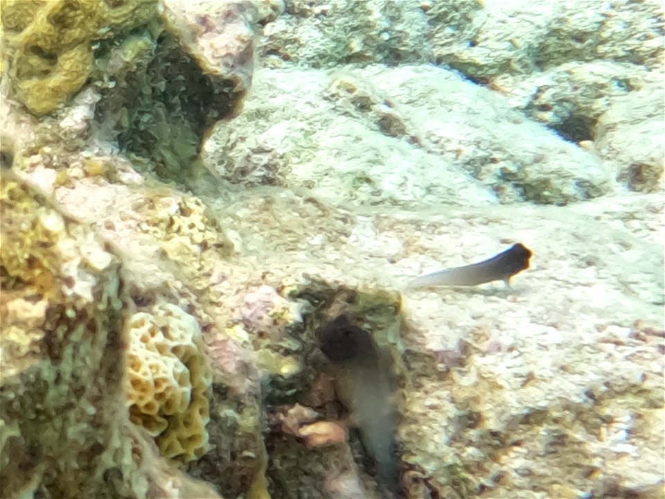 Walking on fins Bonaire