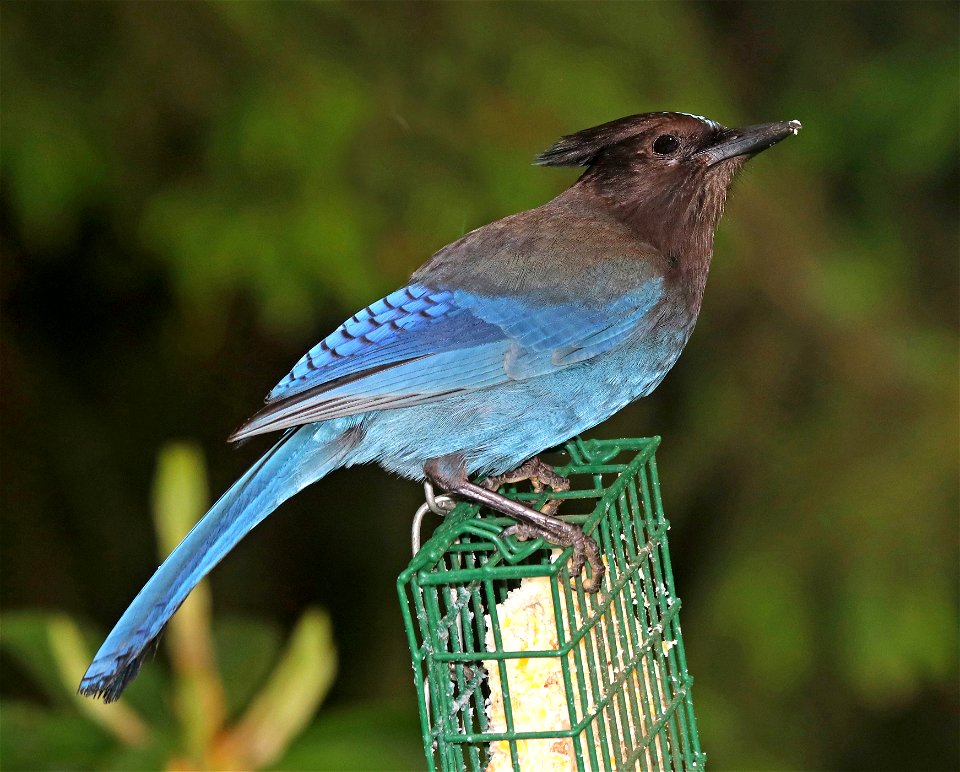638 - STELLER'S JAY (5-27-2021) yard, crescent city, ca -02