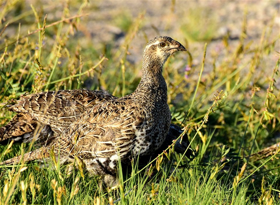 Greater sage-grouse at Seedskadee National Wildlife Refuge
