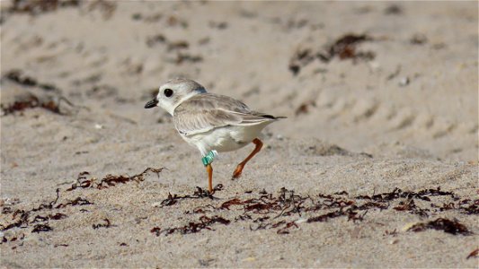 Piping Plover kicking up some sand photo