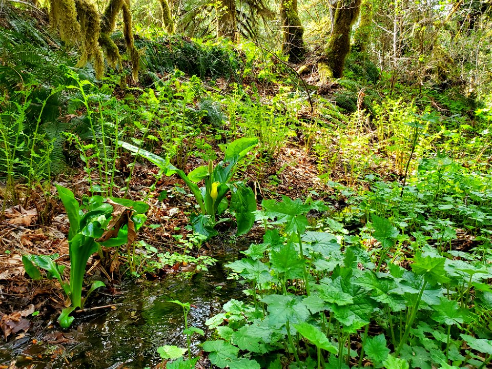 Skunk Cabbage along the Beaver Lake Trail, Mt. Baker-Snoqualmie National Forest. Photo by Anne Vassar April 29, 2021.