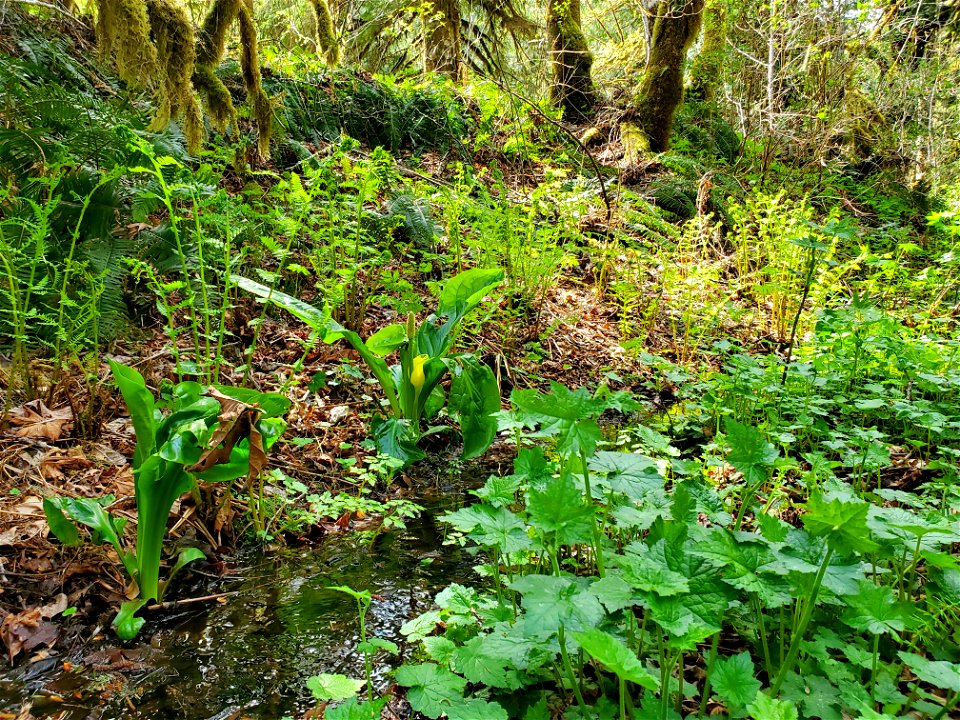 Skunk Cabbage along the Beaver Lake Trail, Mt. Baker-Snoqualmie National Forest. Photo by Anne Vassar April 29, 2021. photo