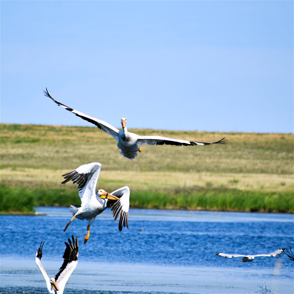 Strike a Pose! Lake Andes Wetland Management District South Dakota photo