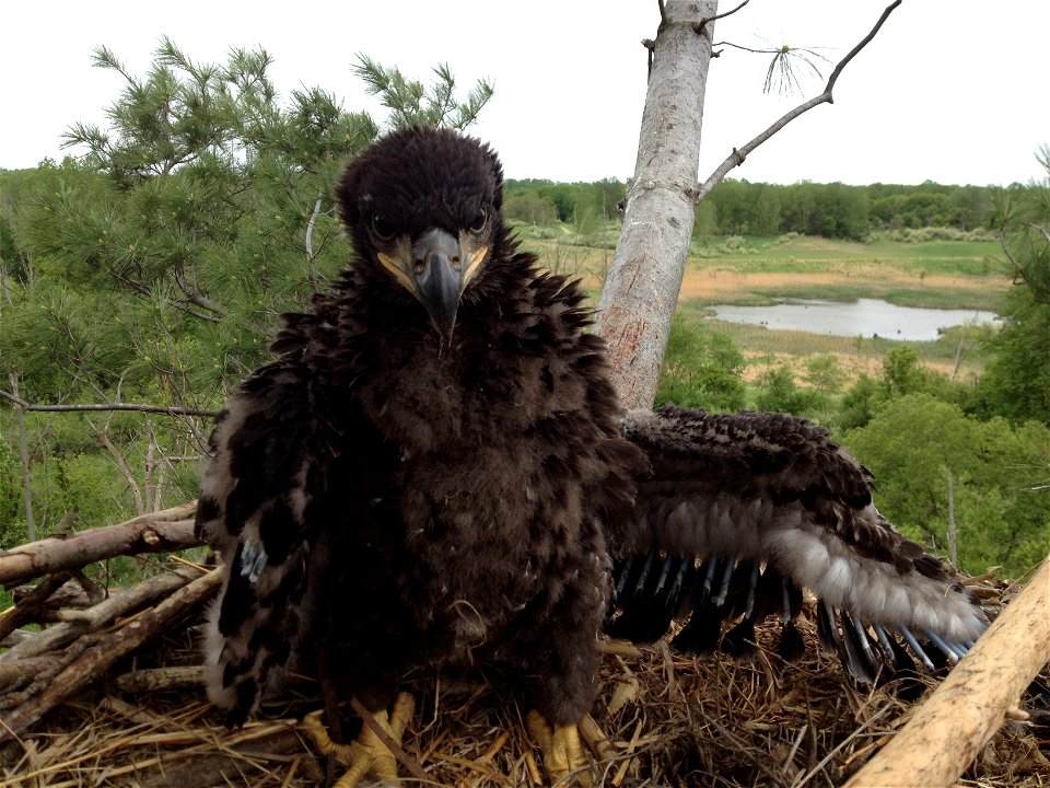 Bald Eagle at 6 Weeks By USFWS; Jeremy N. Moore