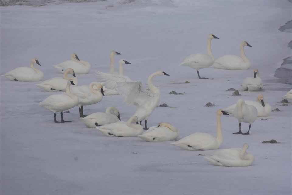 Trumpeter swan at Seedskadee National Wildlife Refuge