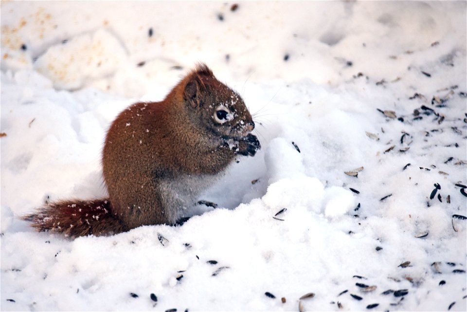 Red squirrel in the snow