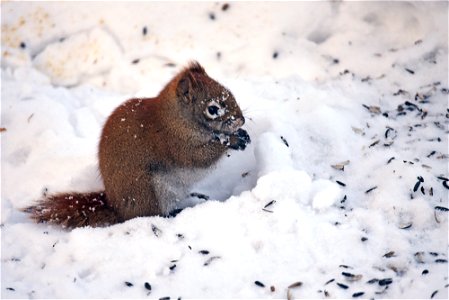 Red squirrel in the snow photo