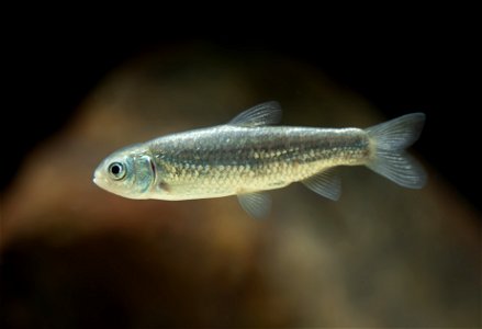 Juvenile Grass Carp (Ctenopharyngodon idella)