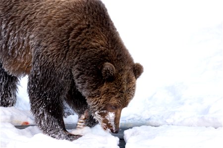 Kodiak brown bear in the snow. photo