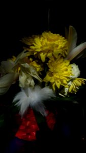 flori_flowers-花卉-2023_0226_132423