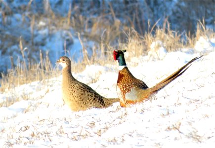 Ring-necked Pheasants photo