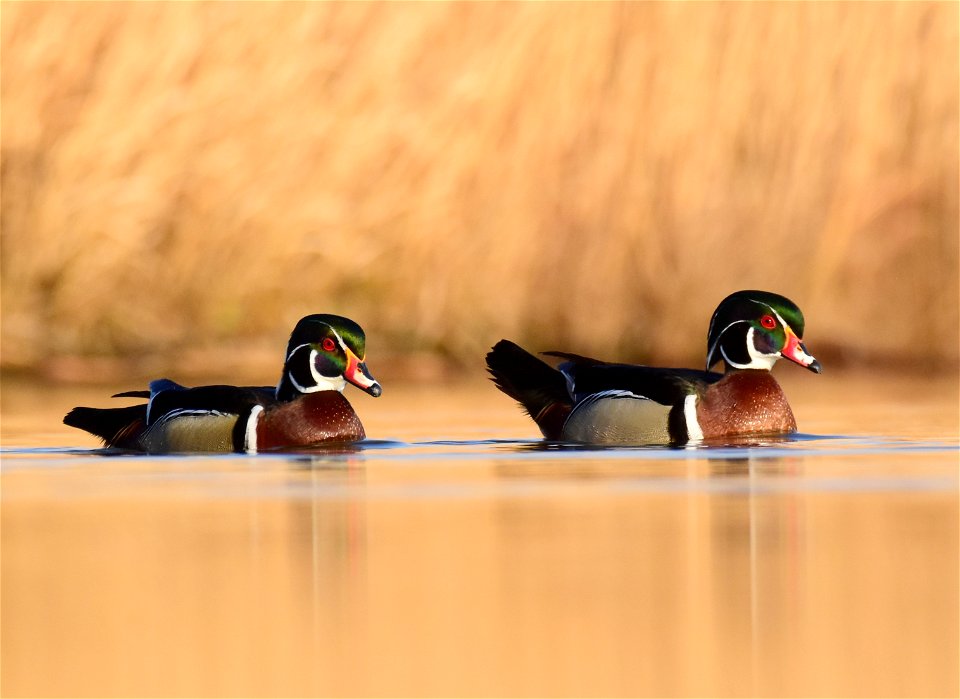 Wood duck at Seedskadee National Wildlife Refuge