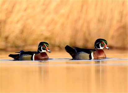 Wood duck at Seedskadee National Wildlife Refuge photo