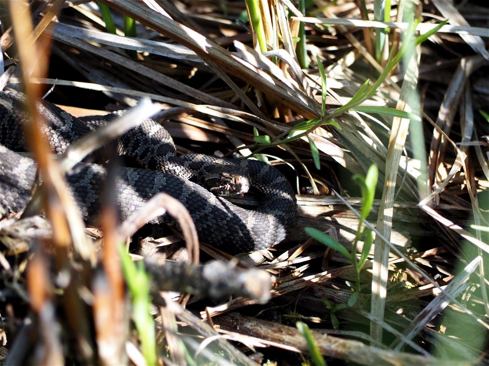 Eastern massasauga rattlesnake