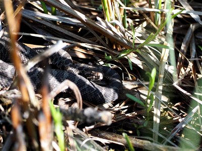 Eastern massasauga rattlesnake photo