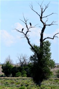 Great blue heron at Seedskadee National Wildlife Refuge Wyoming photo