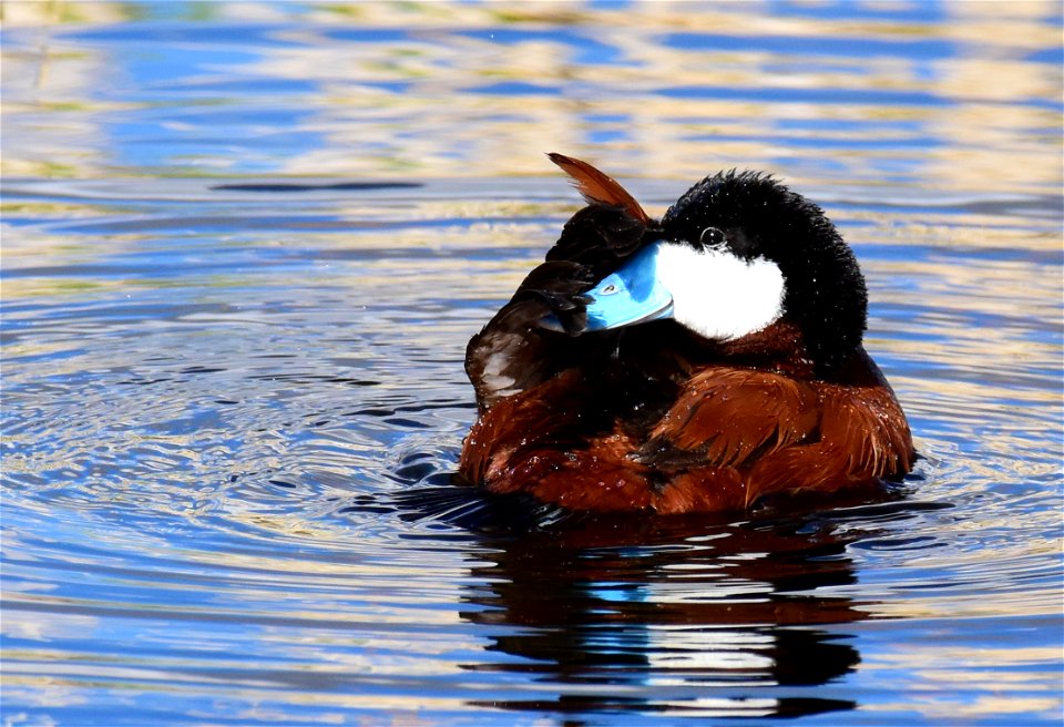 Ruddy duck at Seedskadee National Wildlife Refuge
