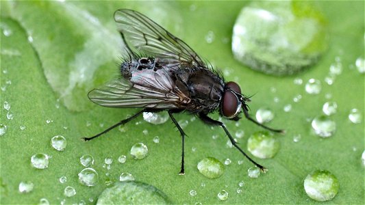 Helina evecta (Familie Echte Fliegen⁄Hausfliegen) - Männchen
