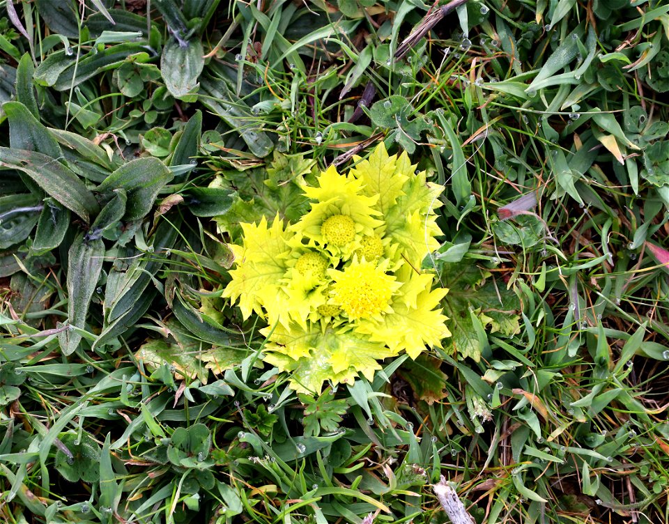 Sanicula arctopoides (Footsteps of spring) ( (03-05-2022) point st george, del norte co, ca (3)