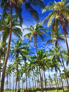Sky trees coconut trees