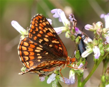 CHECKERSPOT, NORTHERN (Chlosyne palla) (6-28-2021) mile 7.3 clearing, jawbone road, smith river nat rec area, del norte co, ca -01