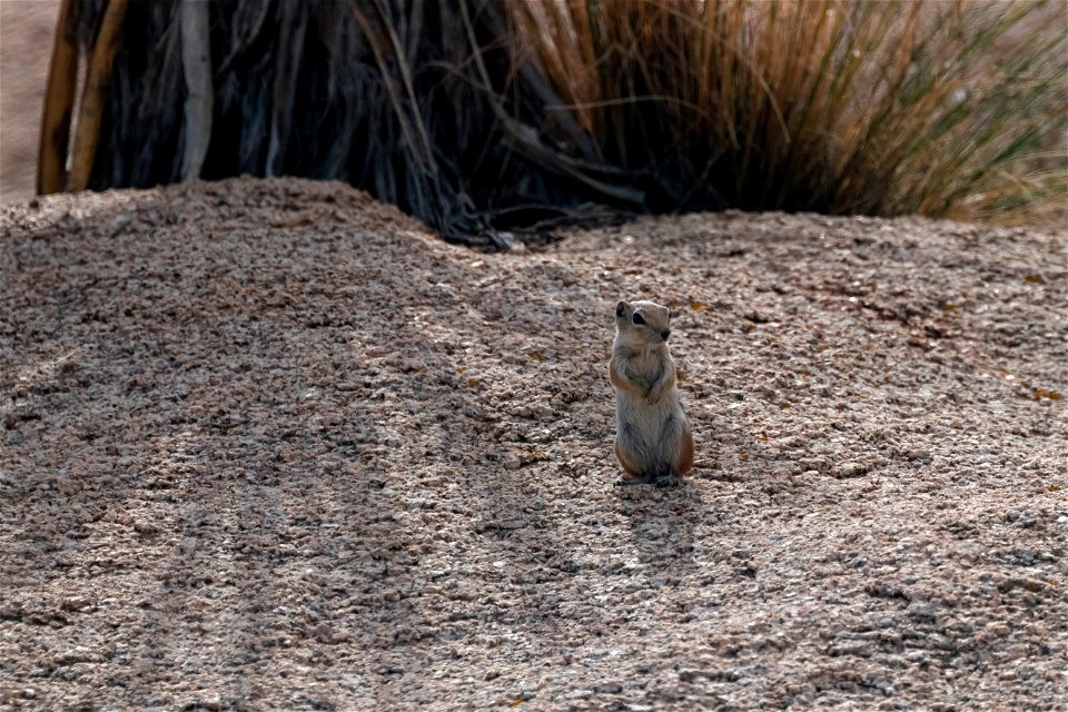 Antelope ground squirrel photo
