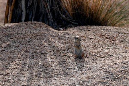 Antelope ground squirrel