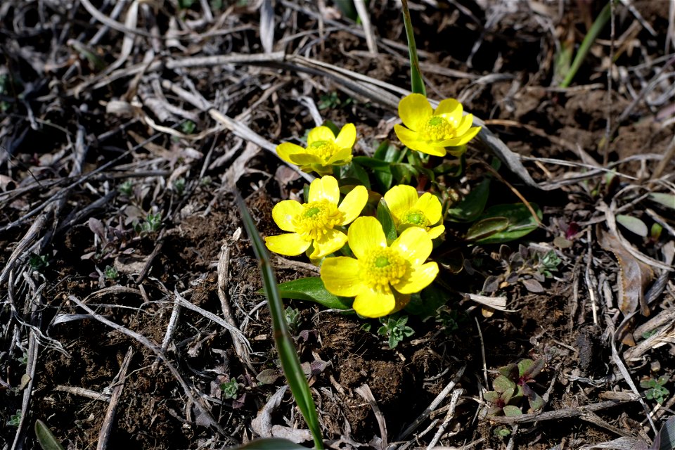 Spring on the National Elk Refuge