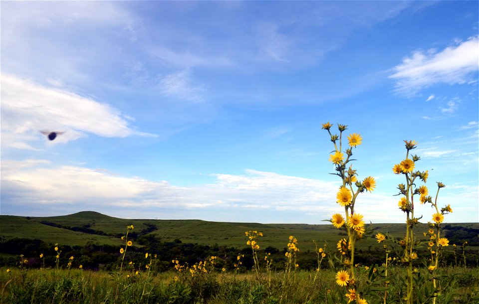 Konza Prairie photo