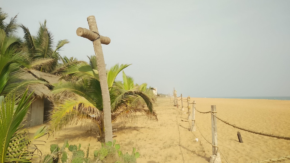 Beach seaside plants