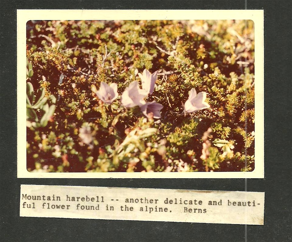 (1970) Mountain Harebell photo