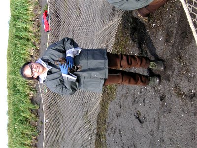 Eider banding at Izembek - Copy