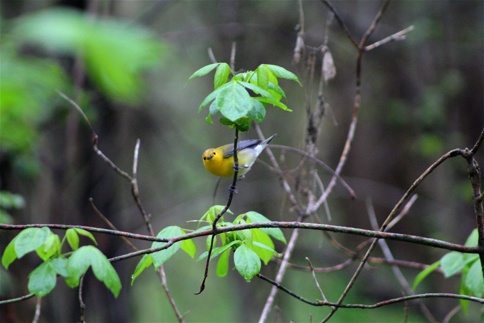 Prothonotary Warbler