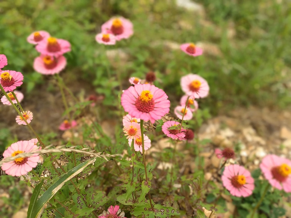 Plants flowers pink petals