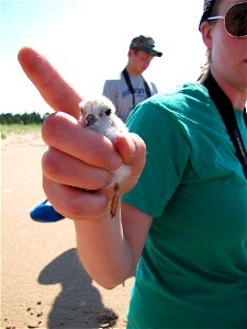 Piping plover chick photo